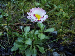 Bellis perennis