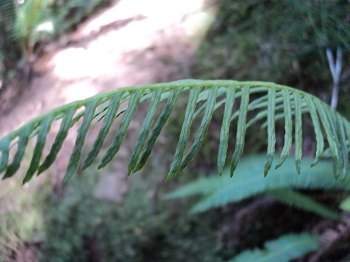 Deer Fern (Blechnum spicant)