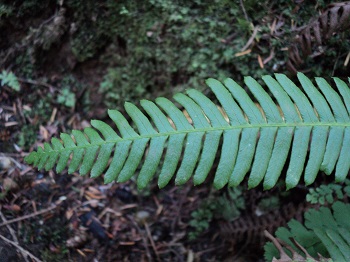 Deer Fern (Blechnum spicant)