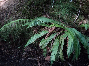 Deer Fern (Blechnum spicant)