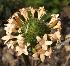 Collomia grandiflora