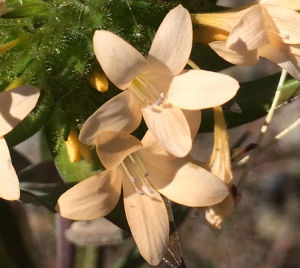 Collomia grandiflora