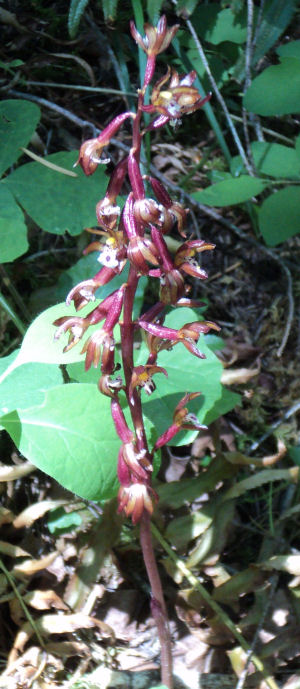 Corallorhiza maculata