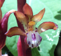 Corallorhiza maculata
