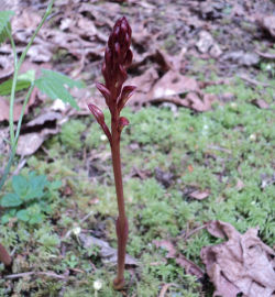 Corallorhiza maculata
