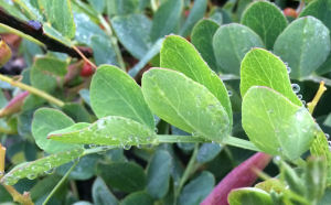 Lathyrus japonicus