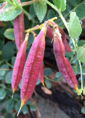 Lathyrus japonicus