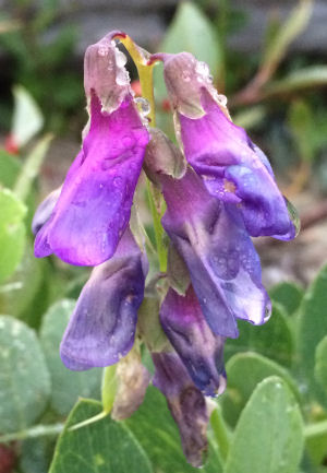 Lathyrus japonicus