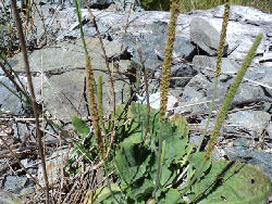 Plantago major