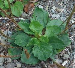 Plantago major