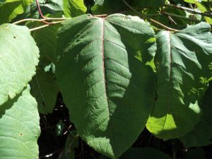 Fallopia sachalinensis