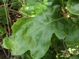 Quercus garryana