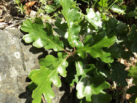 Quercus garryana