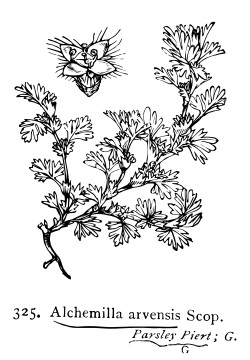 325 Alchemilla arvensis