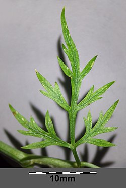 Aethusa cynapium subsp. elata leaf