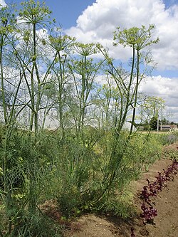 Anethum graveolens 02
