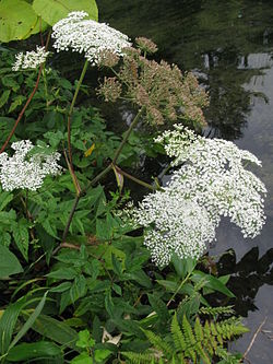 Angelica genuflexa 7