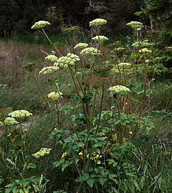 Angelica lucida 0001
