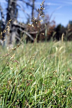 nthoxanthum hirtum (Schrank) Y. Schouten & Veldkamp - northern sweetgrass.