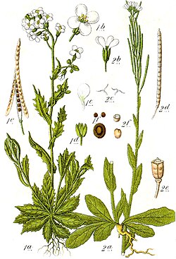 Arabis spp Sturm15