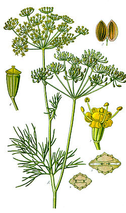 Illustration Anethum graveolens clean