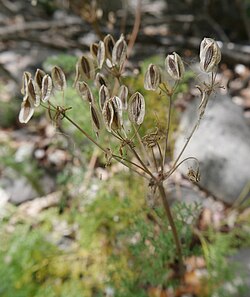 Lomatium grayi Seeds