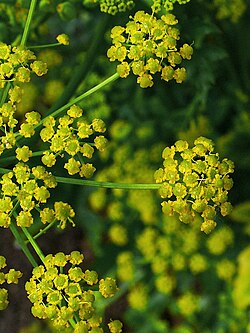 Pastina sativa flowers
