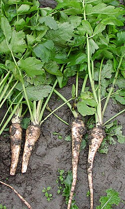 Pastina sativa plant