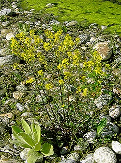 Plants OB 370 (38880925771)