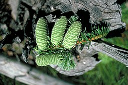 Abies grandis cones