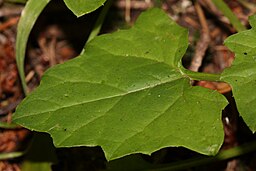 Adenocaulon bicolor