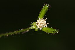 Adenocaulon bicolor