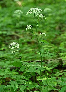Aegopodium podagraria in Ścienne near Ińsko, NW Poland