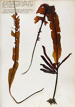 Alaria esculenta Crouan