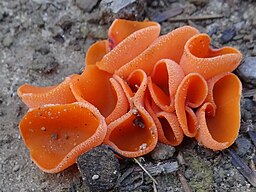 Aleuria aurantia G2