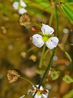 Alisma plantago-aquatica 002