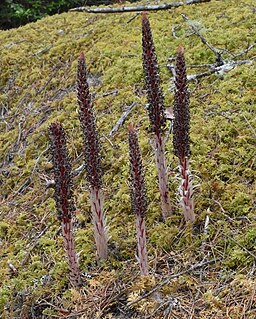 Allotropa virgata (Douglas County, USA) 2