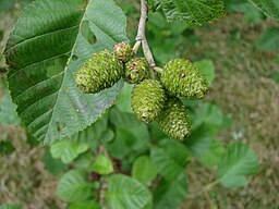 Alnus incana 010703
