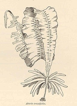 FMIB 41732 Alaria crassifolia