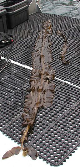 Ribbon kelp (Alaria marginata)