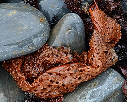 Sieve Kelp (Agarum clathratum) - Elliston, Newfoundland 2019-08-13 (02)