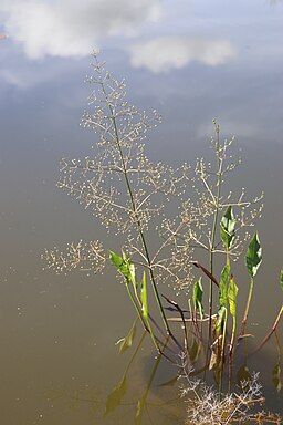 Slagharen -  Grote waterweegbree (Alisma plantago-aquatica)