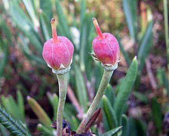 AndromedaFrüchte1