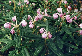 Andromeda polifolia 'compacta' 1