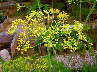 Anethum graveolens20090812 475