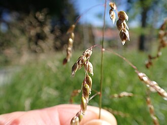 Anthoxanthum hirtum - sweetgrass
