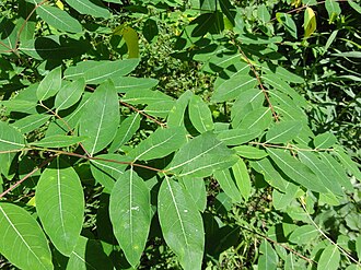Apocynum cannabinum SCA-2395