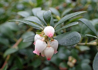Arctostaphylos uva-ursi kz09