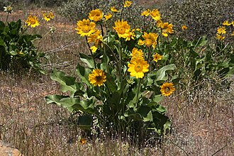 Balsamorhiza deltoidea 4502