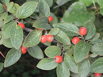 Cotoneaster franchetii 2